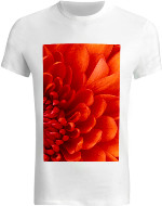 Design 344815  Image
