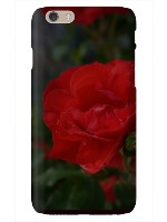 Design 458520  Image
